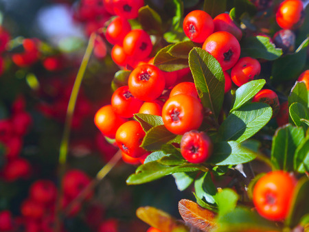 red berries in brush