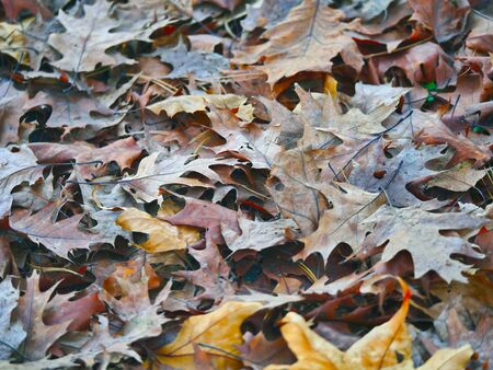 autumn leaves on the ground