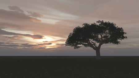 tree in the meadow sunsetの写真素材