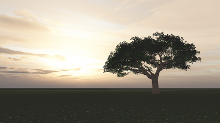 tree in the meadow sunsetの写真素材