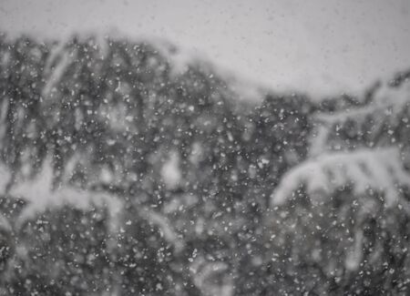 strong snowfall at pine treeの写真素材
