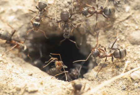 ants in a nest hole