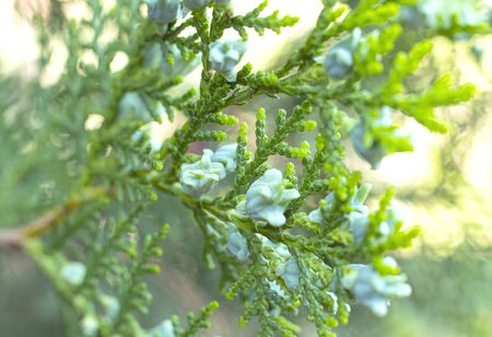 green pine tree macro young coniferの写真素材