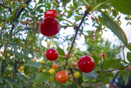 sour cherries on tree close up