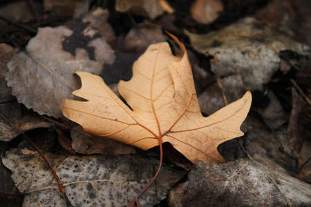 autumn leaf close up macro on the groundの写真素材