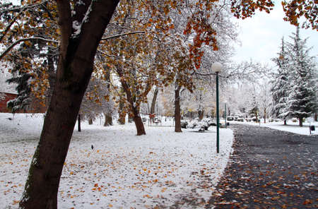 Snow in the Park, winter park in snowの写真素材