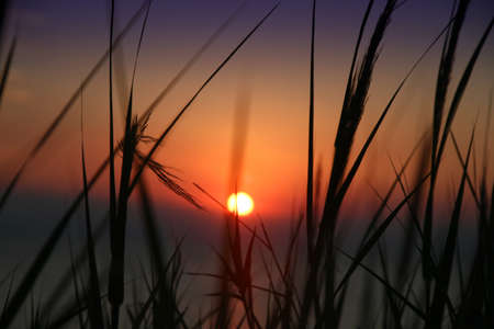 gold sunset grass sea on the beach