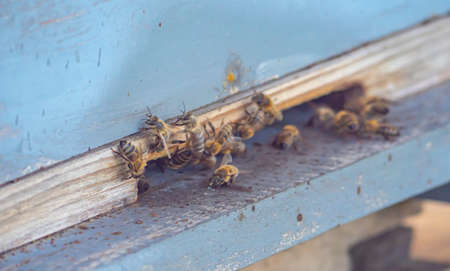 Honey bees at coming and going at the hive close up
