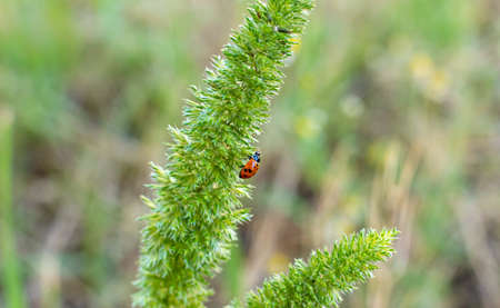 Close-up shot of grass flowers and bugの写真素材