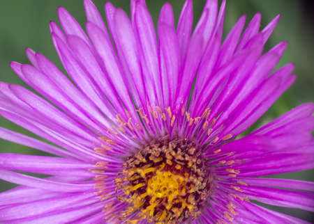 Michaelmas daisies autumn flowers macro, close upの写真素材