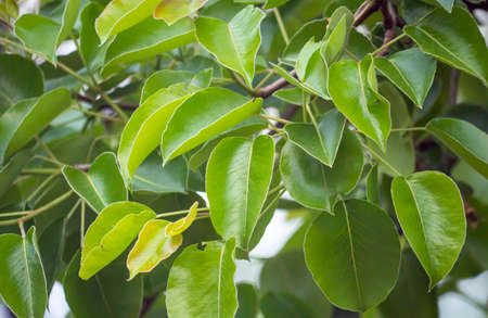 young green leaves on a tree background