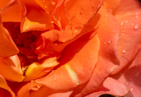 orange roses in the garden with raindrops close upの写真素材