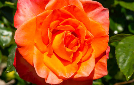 orange roses in the garden with raindrops close upの写真素材