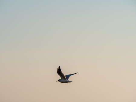 gulls fly over lake Ohrid, natural background
