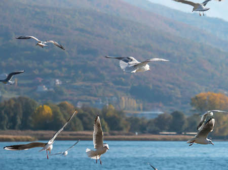 gulls fly over lake Ohrid, natural backgroundの写真素材