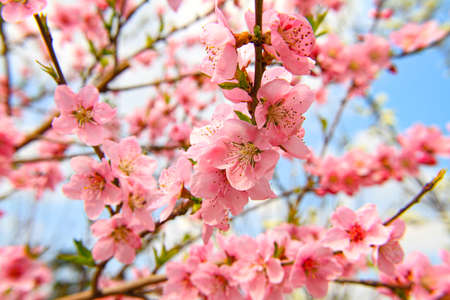 spring flower cherry in garden macro, close up
