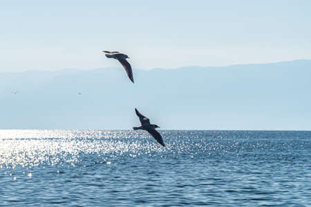 gulls fly over lake Ohrid, natural background