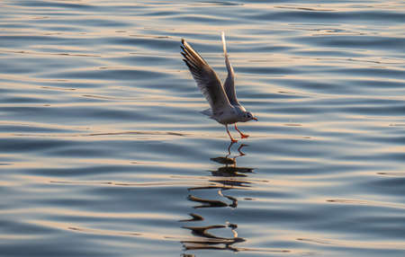 gulls fly over lake Ohrid, natural background