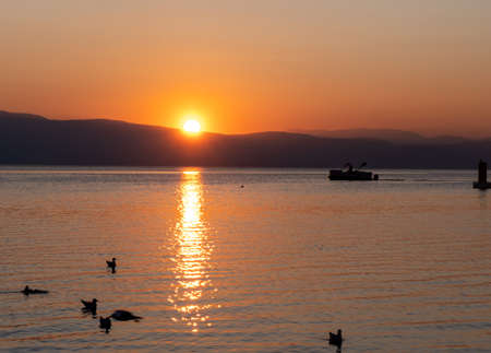 Silhouette Seagulls Swimming On Lake During Sunsetの写真素材
