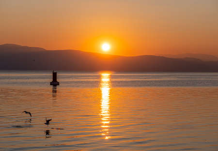 Silhouette Seagulls Swimming On Lake During Sunsetの写真素材