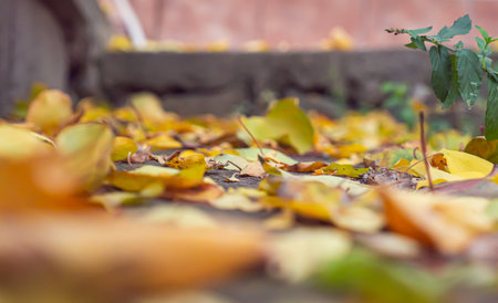 autumn leaves on the ground macro close upの写真素材