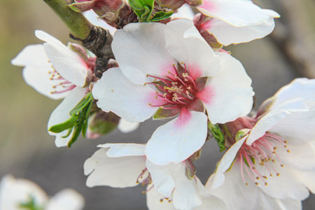 spring flower cherry in garden macro, close upの写真素材