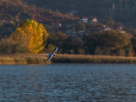 gulls fly over lake Ohrid, natural backgroundの写真素材