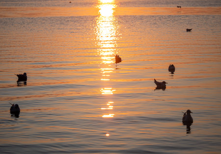 Silhouette Seagulls Swimming On Lake During Sunsetの写真素材