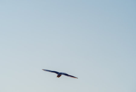 gulls fly over lake Ohrid, natural backgroundの写真素材