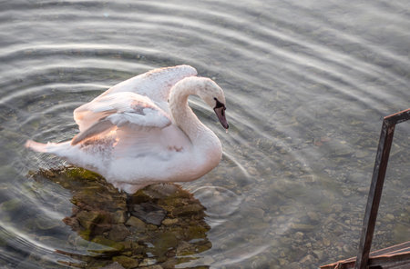 Beautiful View Of A Graceful Swan In Lakeの写真素材