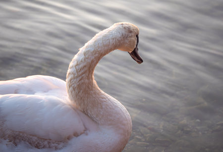 Beautiful View Of A Graceful Swan In Lakeの写真素材