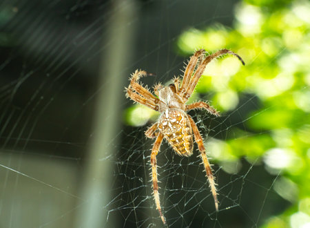 Spider On The Web macro, close up