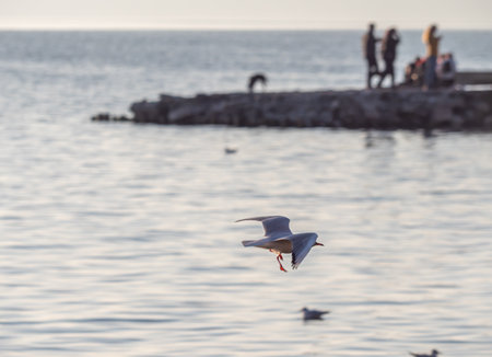 gulls fly over lake Ohrid, natural backgroundの写真素材