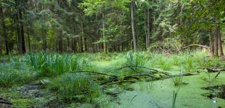 Natural alder-carr stand of Bialowieza Forest with standing water and Common Duckweed on surface...