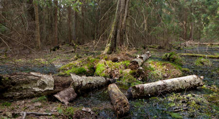 Party declined stump with parts of broken birch tree around against dense coniferous stand in...
