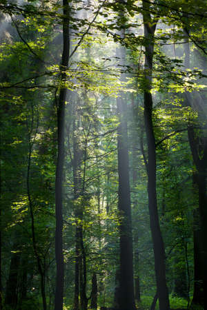 Sunbeam entering rich deciduous forest in misty morning with old birch tree in foreground