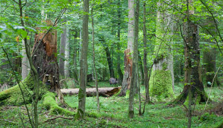 Summer view of mixed stand of Bialowieza Forest with broken trees and wild boar among them in middle