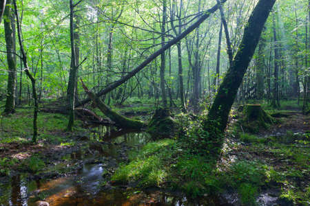 Deciduous stand in morning rain after with old trees in foreground
