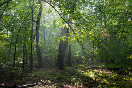 Misty deciduous stand in morning rain after with old trees in foreground