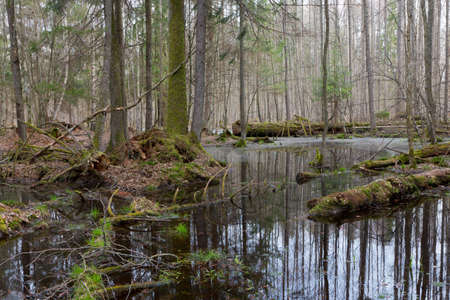 Springtime wet mixed forest with standing water and dead trees partly declinedの写真素材