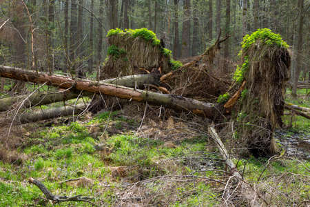 Springtime alder bog forest with standing water and stor broken spruce tree