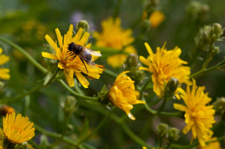 Yellow flowers and insect on close up