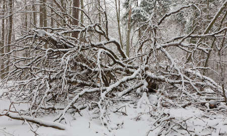 Winter landscape of natural forest with dead birch tree trunk lying snow wrapped