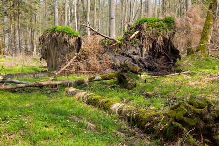 Springtime alder bog forest with standing water and stor broken spruce tree