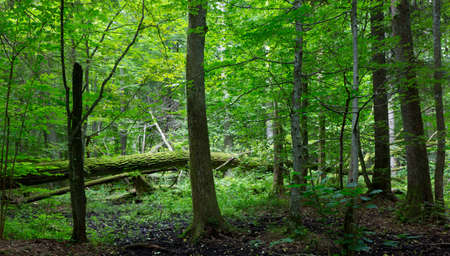 Old moss wrapped oak tree lying and old natural deciduous stand of Bialowieza Forestの写真素材
