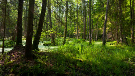 Natural alder-carr stand of Bialowieza Forest with standing water and Common Duckweed on surfaceの写真素材