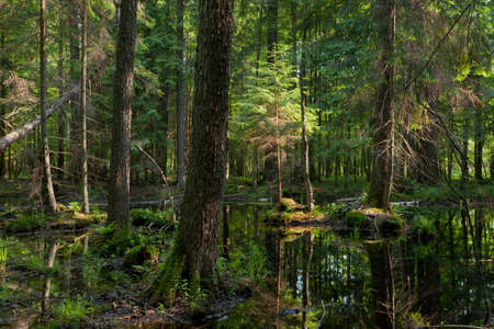 Natural stand of Bialowieza Forest with standing water in morning sunny