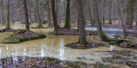 Spring landscape of old forest and broken trees lying in water