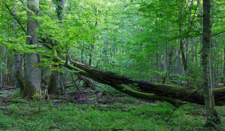 Old oak tree broken lying and old natural deciduous stand of Bialowieza Forest in background