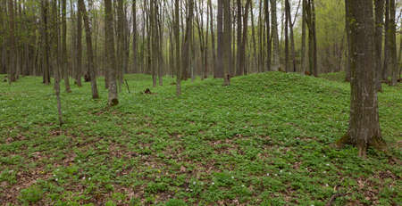 Early spring flowering anemone inside hornbeam deciduous stand of Bialowieza Forest in Europe